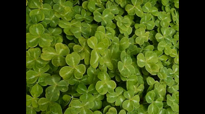 Shamrock (196?) - Get It Together