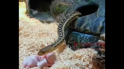 La serpiente parte del equilibrio natural