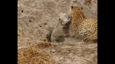 El leopardo y la hiena: la lucha por el jabalí