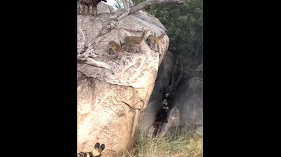 Perros salvajes cazan antílopes al borde del abismo